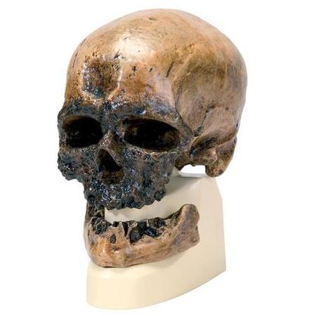 3B SCIENTIFIC Replica H. Sapiens Skull 1001295